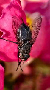 一定赢苍蝇图片大全搞笑_搞笑苍蝇表情包，滑稽画面超逗，快来留言找最爱！