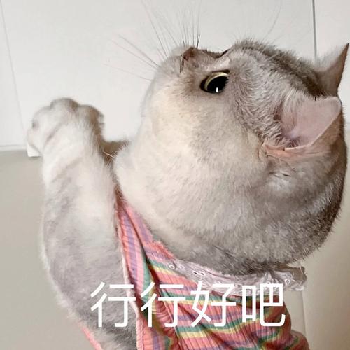 寄吧猫表情_寄吧猫表情包超可爱,聊天必备!_表情包 - 帅图库