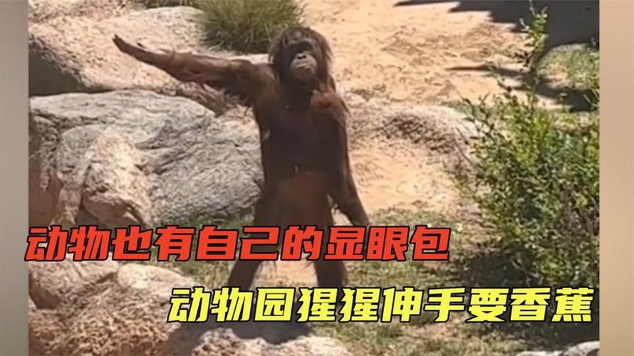 猴子伸手表情包原图_超萌猴子伸手表情包,聊天必备,逗趣神器!_表情包 - 帅图库