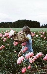 女生带花的图片唯美_清新浪漫花景，电脑手机屏保必备