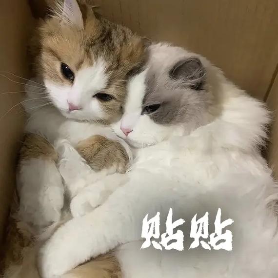 寄吧猫表情_寄吧猫表情包超可爱,聊天必备!_表情包 - 帅图库