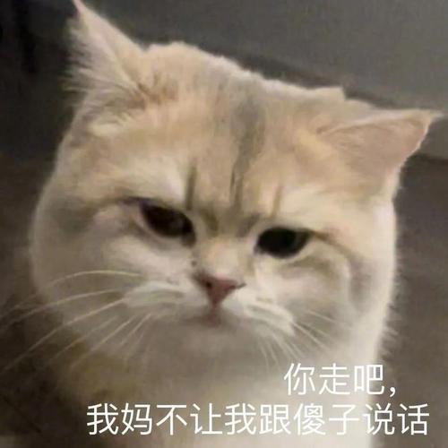寄吧猫表情_寄吧猫表情包超可爱,聊天必备!_表情包 - 帅图库