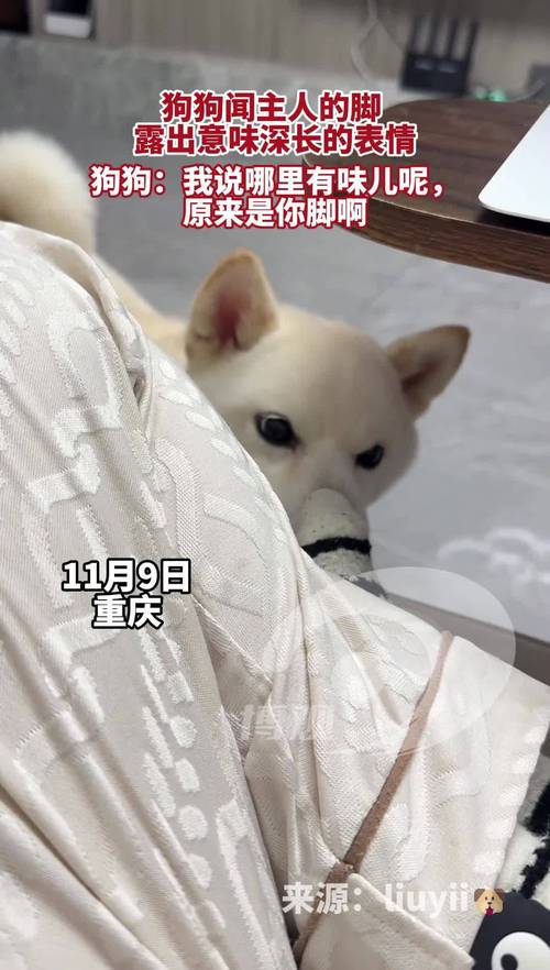 给你闻闻jio表情包_闻脚摇骰子,和好友一起欢乐聊天!_表情包 - 帅图库
