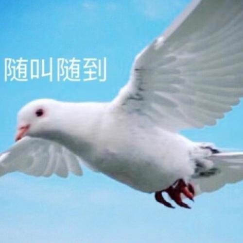 都寄吧鸽们 表情包_搞笑都寄吧鸽们表情包,调侃朋友说话不算话!_表情包 - 帅图库
