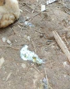 小鸡正常粪便图片_正常黄褐色，异常速处理！