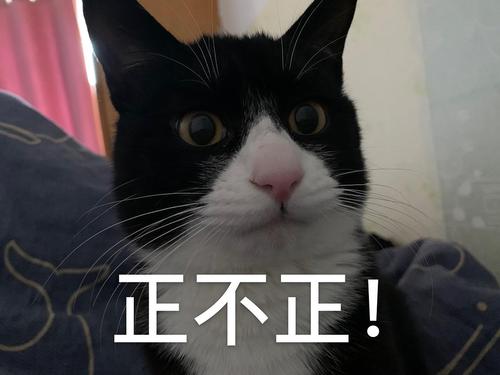 我觉得我又行了表情包_自信爆棚,瞬间成焦点!_表情包 - 帅图库
