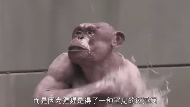 猴子敬礼gif图_抖音上超火的猴子敬礼表情包，搞笑又显客气！_表情包 - 帅图库