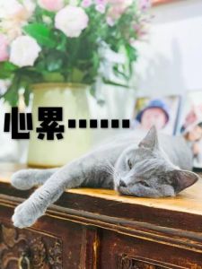 心累又无奈的图片_累心憋屈？来看看这些懂你的图，给你个抱抱！