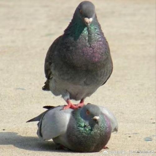 都JB哥们鸽子表情包_哥们儿鸽子表情包逗，聚会聊天用，你们爱哪种？评论区聊聊！