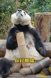 熊猫疯狂甩竹子表情包_搞笑熊猫玩竹表情包，聊天必备，气氛瞬间热络！