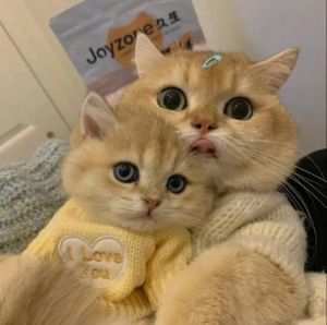 带猫的情侣头像一男一女_帅情侣头像，带猫超有范儿！
