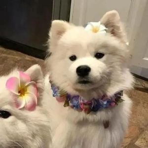 萨摩耶情头一女一狗_萨摩耶情侣头像，暖心桌面手机壁纸