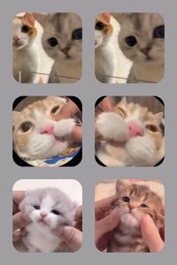 一人一只猫的情侣头像_情侣猫头像超可爱！一半一半分割款也甜！你喜欢吗？