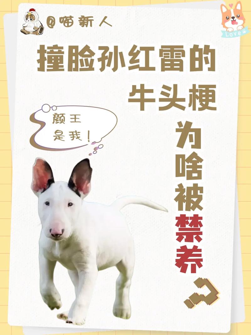 孙红雷和牛头梗图片对比_孙红雷VS牛头梗，太有喜感了！