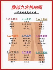 女性肚子部位图_女性子宫卵巢图，备孕产后自查，身体有疑问请咨询医生